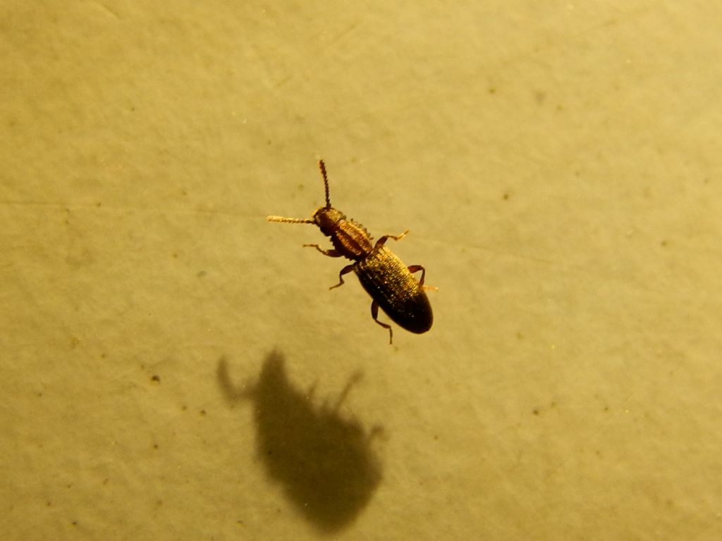 Oryzaephilus surinamensis - Calabria
